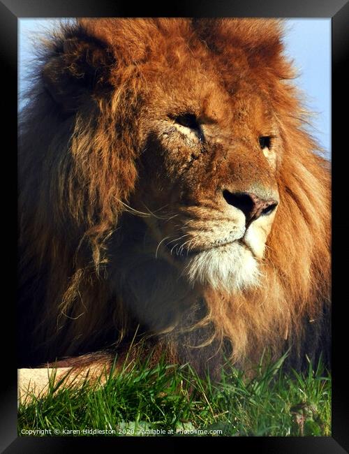 A lion looking at the camera Framed Print by Karen Hiddleston