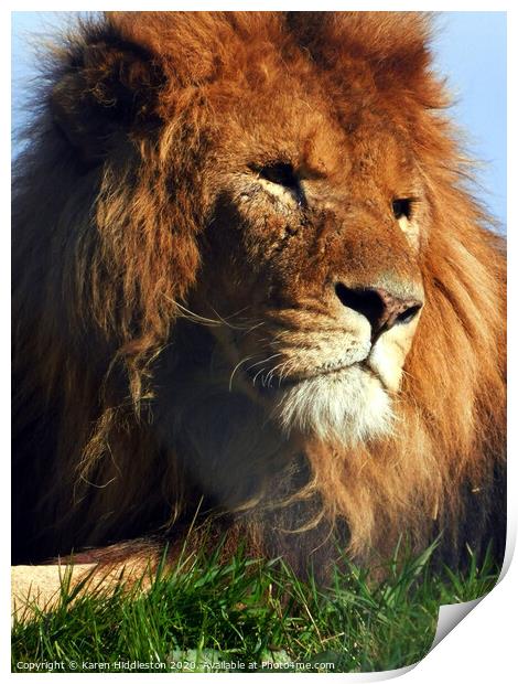 A lion looking at the camera Print by Karen Hiddleston