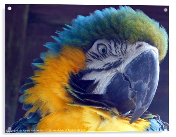 Parrot Acrylic by Karen Hiddleston