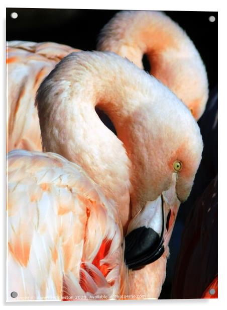 Flamingos  Acrylic by Karen Hiddleston