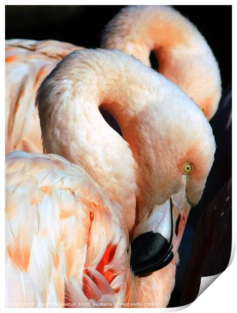 Flamingos  Print by Karen Hiddleston