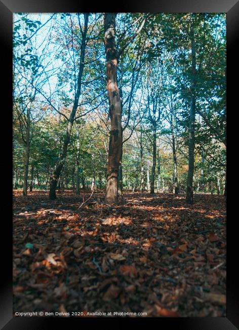 Enchanted Woods Framed Print by Ben Delves