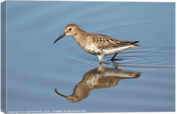 Dunlin Canvas Print by Degree North
