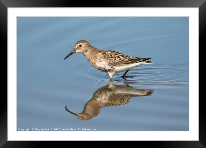 Dunlin Framed Mounted Print by Degree North