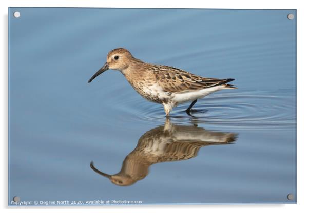Dunlin Acrylic by Degree North