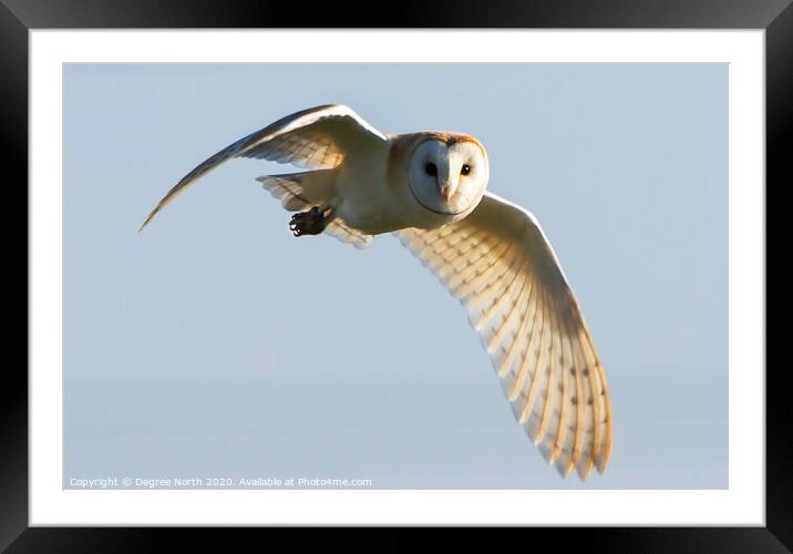 Barn owl flying Framed Mounted Print by Degree North