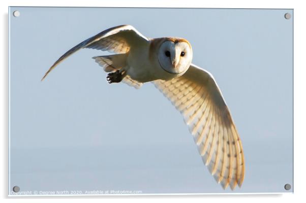 Barn owl flying Acrylic by Degree North