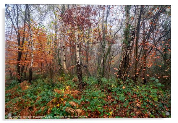 Autumn, Bargoed Woods Acrylic by Gordon Maclaren