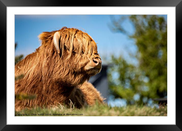 Highland Cattle portrait  Framed Mounted Print by Chris North