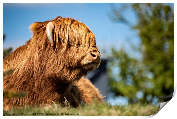 Highland Cattle portrait  Print by Chris North