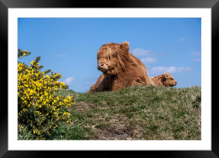 Highland Cattle Framed Mounted Print by Chris North