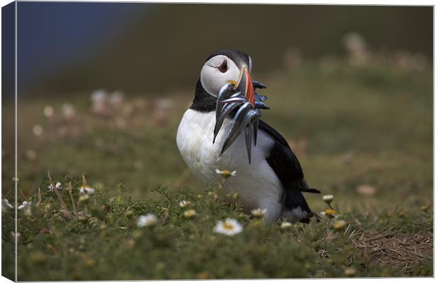 Puffin with Eels Canvas Print by Sharpimage NET