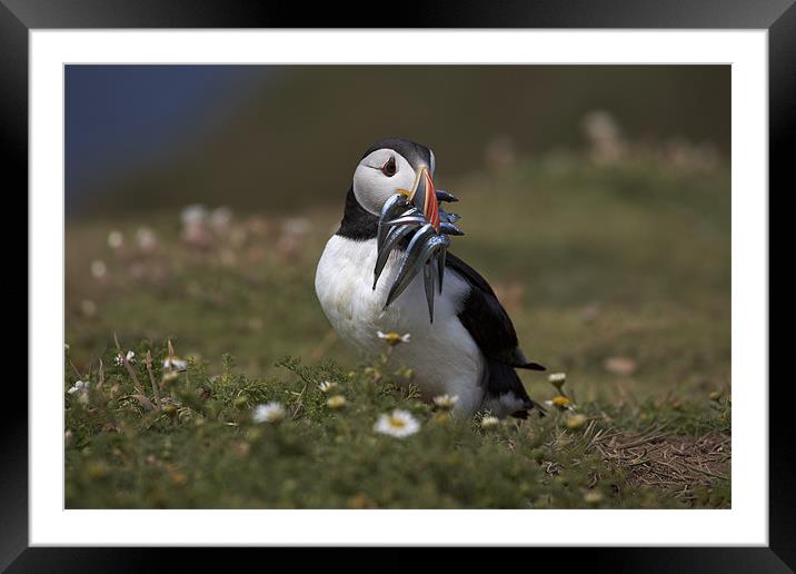 Puffin with Eels Framed Mounted Print by Sharpimage NET