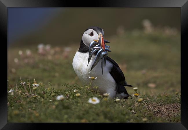 Puffin with Eels Framed Print by Sharpimage NET