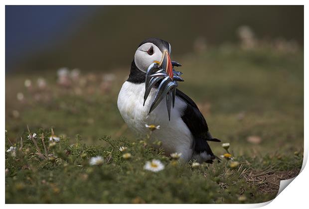 Puffin with Eels Print by Sharpimage NET