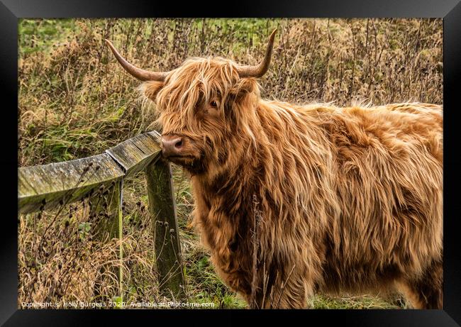 Highland Cattle: Rustic Beauty of Scotland Framed Print by Holly Burgess