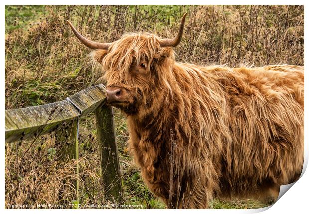 Highland Cattle: Rustic Beauty of Scotland Print by Holly Burgess