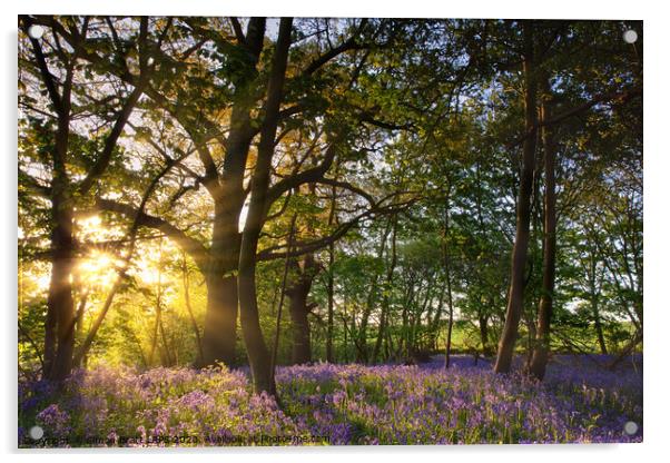 Sunrise in bluebell woods in Norfolk UK Acrylic by Simon Bratt LRPS