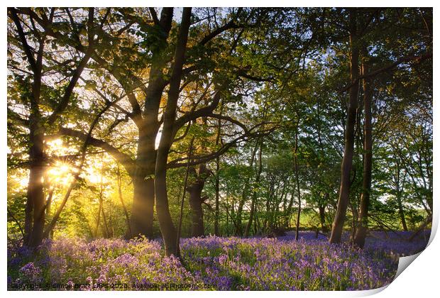Sunrise in bluebell woods in Norfolk UK Print by Simon Bratt LRPS