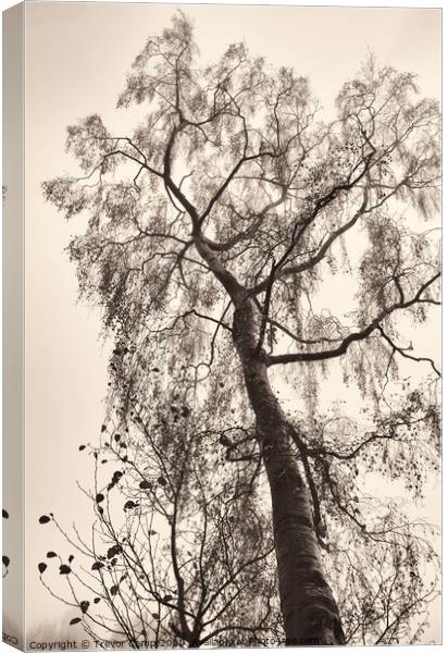 The Tree Canvas Print by Trevor Camp