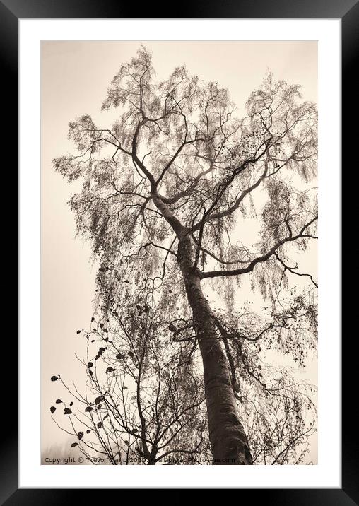 The Tree Framed Mounted Print by Trevor Camp