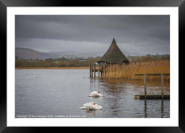 Llangorse lake with swans and crannog Framed Mounted Print by Bryn Morgan