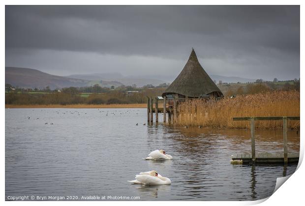 Llangorse lake with swans and crannog Print by Bryn Morgan