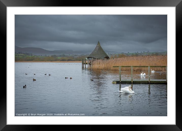 Llangorse lake with swans and crannog Framed Mounted Print by Bryn Morgan