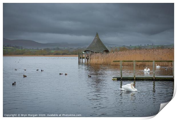 Llangorse lake with swans and crannog Print by Bryn Morgan