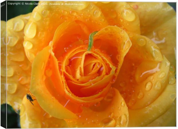 Apricot Rose Canvas Print by Nicola Clark