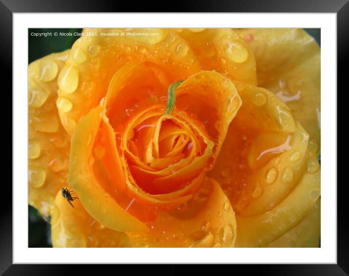 Apricot Rose Framed Mounted Print by Nicola Clark