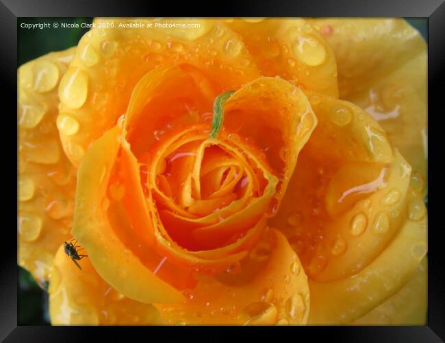 Apricot Rose Framed Print by Nicola Clark