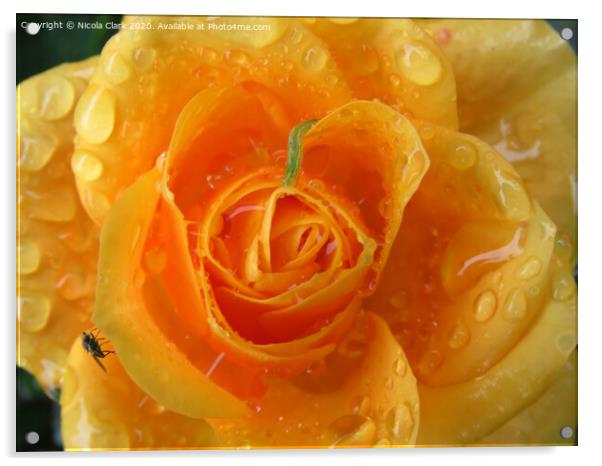 Apricot Rose Acrylic by Nicola Clark
