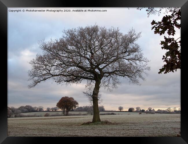 Lone Oak tree in a Frosted Field Framed Print by Elizabeth Debenham