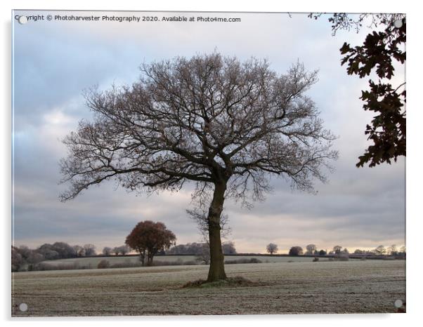 Lone Oak tree in a Frosted Field Acrylic by Elizabeth Debenham
