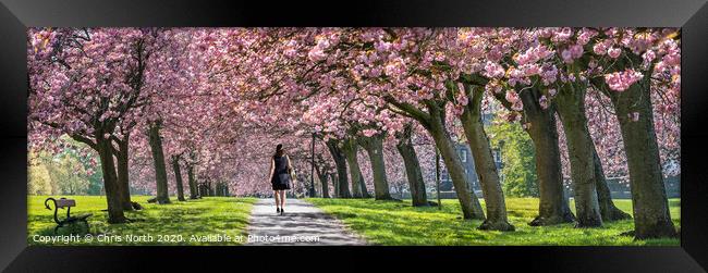 Spring Blossom on Harrogate Stray. Framed Print by Chris North