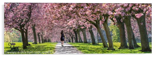 Spring Blossom on Harrogate Stray. Acrylic by Chris North