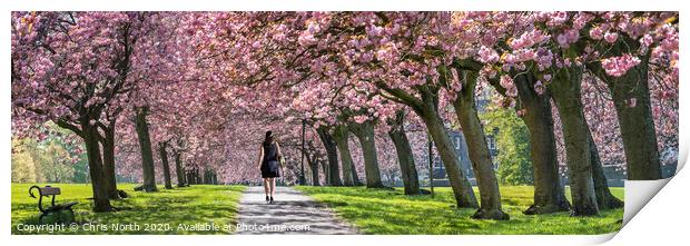 Spring Blossom on Harrogate Stray. Print by Chris North