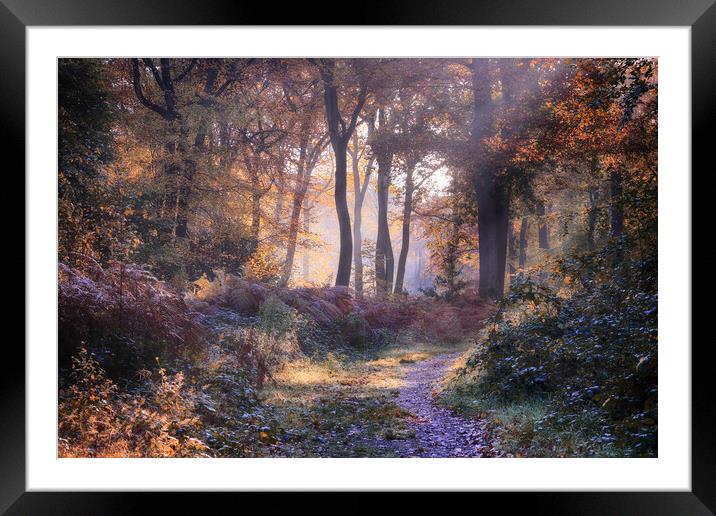 Autumn Path Framed Mounted Print by Ceri Jones