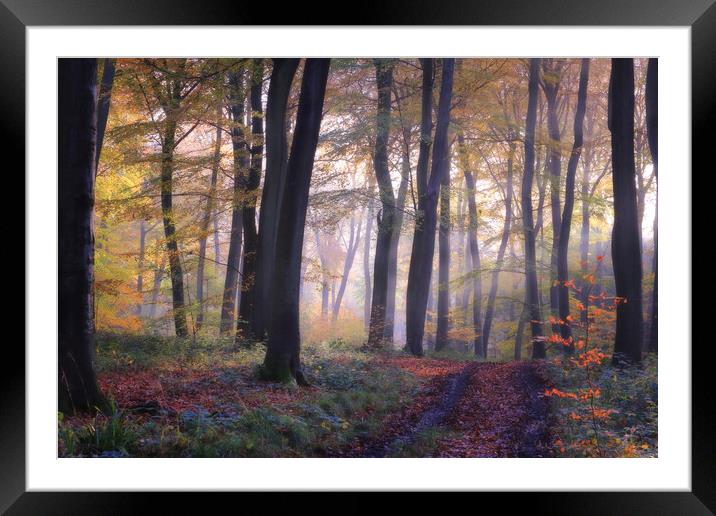 Autumn Woodlands Framed Mounted Print by Ceri Jones