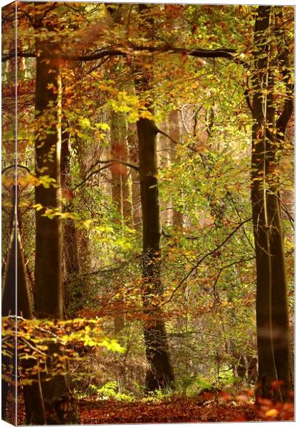 Woodland sunlight Canvas Print by Simon Johnson