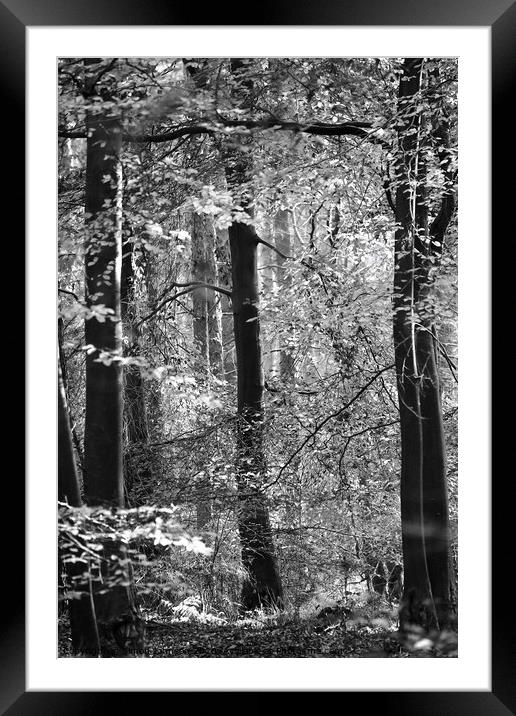 Woodland Light  Framed Mounted Print by Simon Johnson