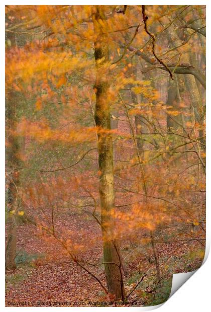 Impressionist image of  Autumn Woodland Print by Simon Johnson