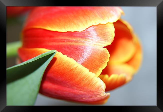 Tulip Framed Print by michelle stevens