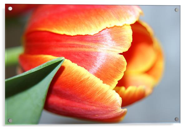 Tulip Acrylic by michelle stevens