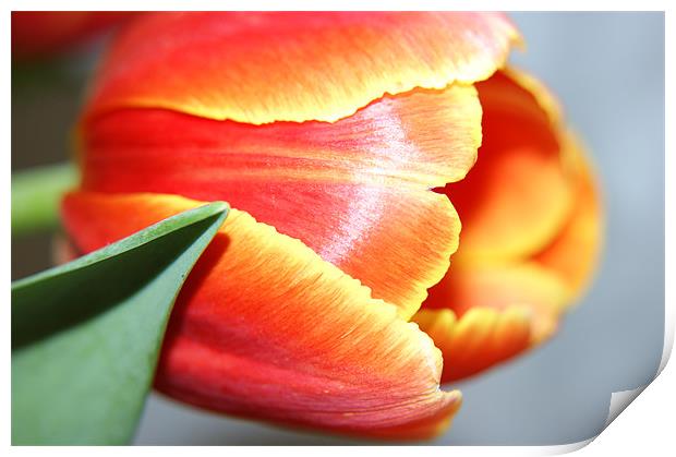 Tulip Print by michelle stevens