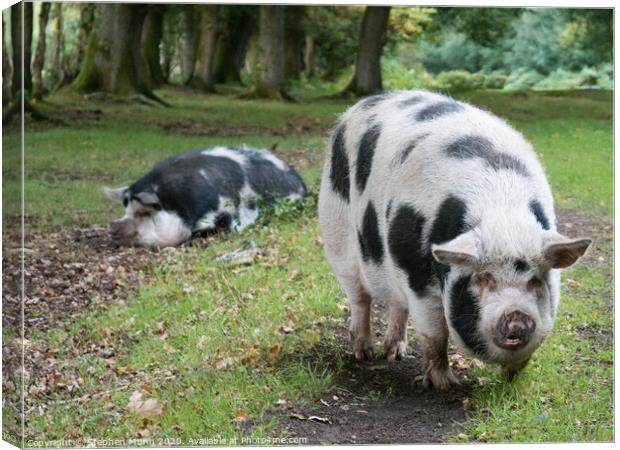 Pannage Pigs, New Forest National Park Canvas Print by Stephen Munn
