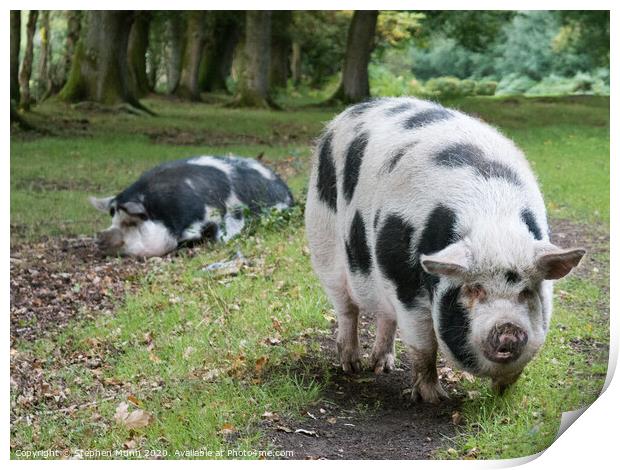 Pannage Pigs, New Forest National Park Print by Stephen Munn