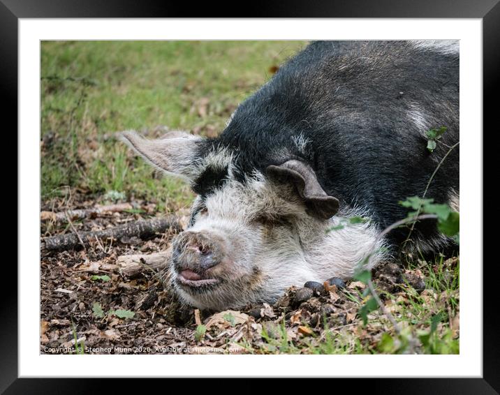 Pannage Pig Sleeping Framed Mounted Print by Stephen Munn