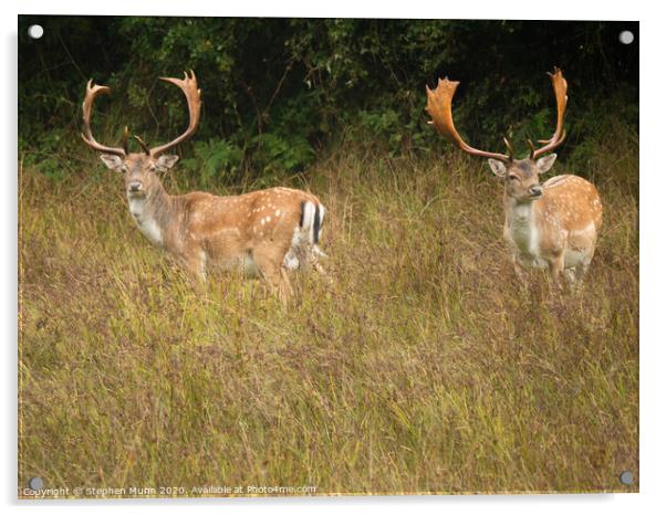 Sika Stags New Forest National Park Acrylic by Stephen Munn
